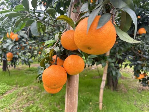 爱媛38号果冻橙产地朔源   四川眉山产地直发新鲜爆汁甘甜 商品图4