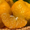 柠檬君椪柑  生态种植当季新鲜水果【顺丰包邮】 商品缩略图3