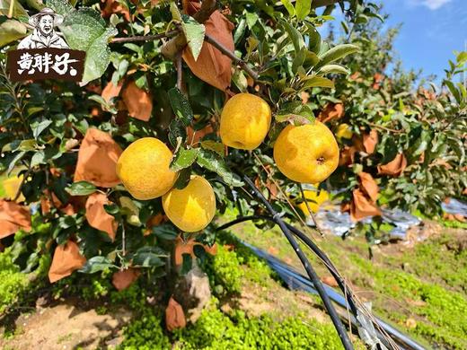 【黄胖子】黄金维纳斯苹果   脆甜多汁，风味十足！   ✅多项农残0检出，宝宝也可放心吃的好苹果 商品图4