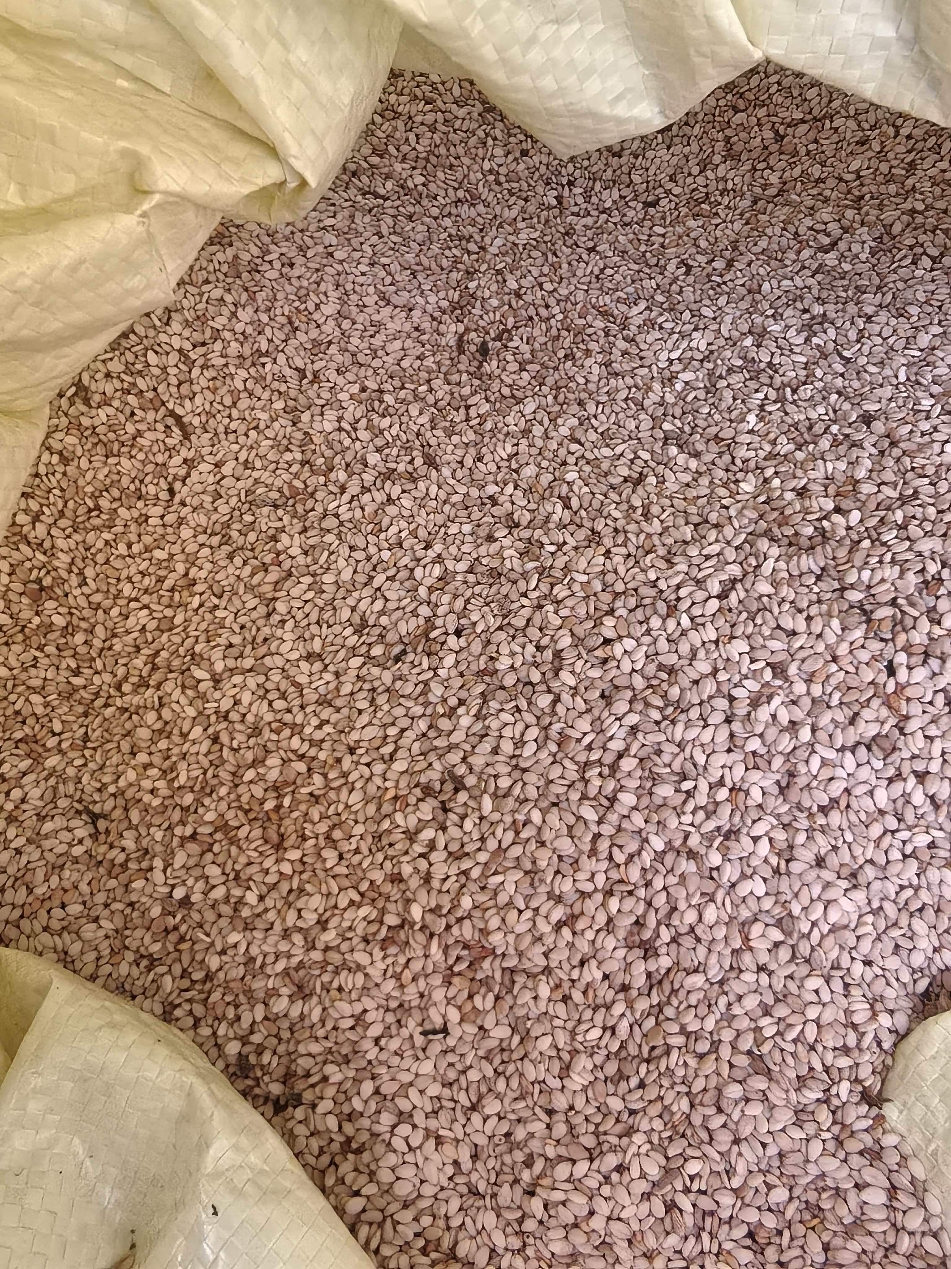 当季新收白芝麻（3两/份）