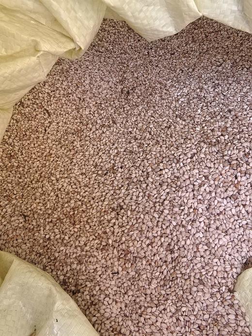 当季新收白芝麻（3两/份） 商品图0