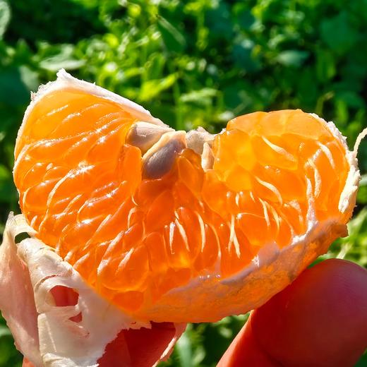 柠檬君椪柑  生态种植当季新鲜水果【顺丰包邮】 商品图2