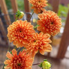 大丽花.橙色 商品缩略图0