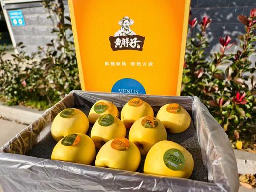 【黄胖子】黄金维纳斯苹果   脆甜多汁，风味十足！   ✅多项农残0检出，宝宝也可放心吃的好苹果 商品图1