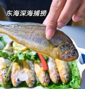 【顺丰包邮】舟山小黄鱼东海深海野生捕捞 去鳞去腮去内脏 鲜嫩美味 只有一根主刺 肉质成蒜瓣 到家简单冲洗即可烹饪 顺丰基地直邮