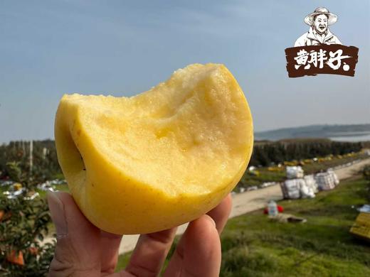 【黄胖子】黄金维纳斯苹果   脆甜多汁，风味十足！   ✅多项农残0检出，宝宝也可放心吃的好苹果 商品图3