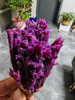 精品紫薯，丑紫薯，也可以这么好吃，蒸煮烤全能选手，紫薯里的红瑶，无丝，口感绵密，4斤/份 商品缩略图0