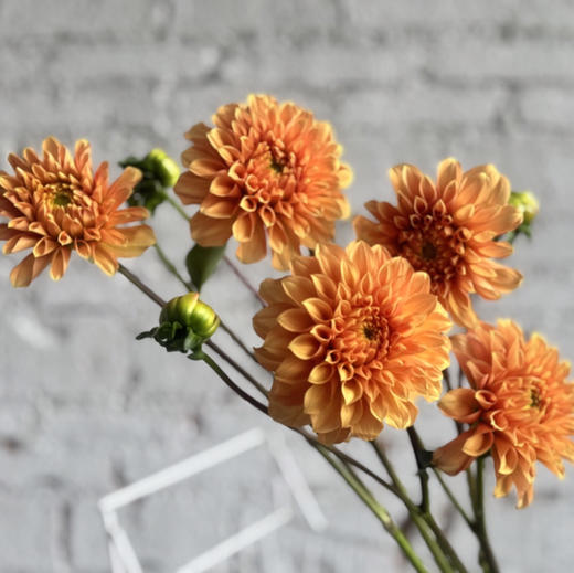 大丽花.橙色 商品图1