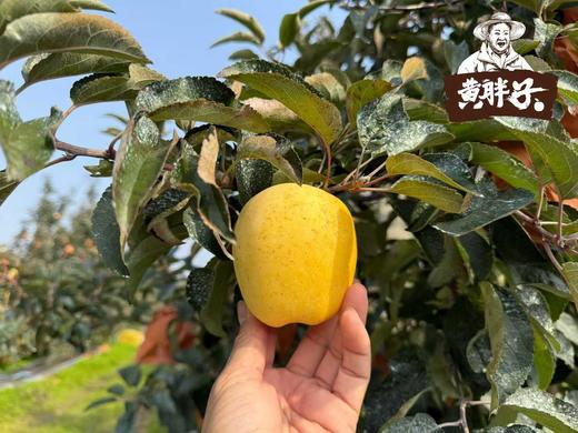 【黄胖子】黄金维纳斯苹果   脆甜多汁，风味十足！   ✅多项农残0检出，宝宝也可放心吃的好苹果 商品图5