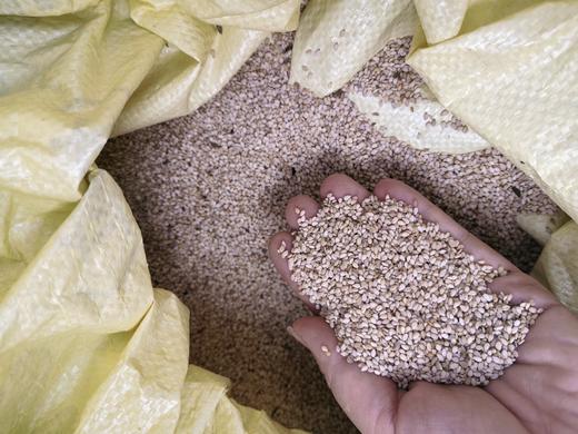 当季新收白芝麻（3两/份） 商品图1