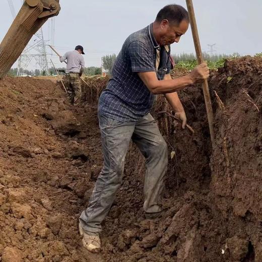 [最农公社]年货节|顺丰主推|河南温县垆土地铁棍山药净重5斤新鲜营养现挖现发 商品图5