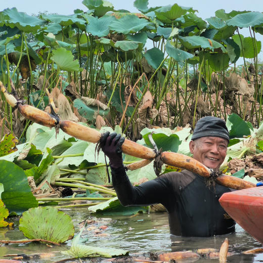 湖区有机莲藕粉藕  粉糯鲜藕现挖现发蔬菜【顺丰快递】 商品图3