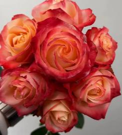 厄瓜多尔进口原色Cabaret卡巴莱歌舞厅玫瑰鲜切花10枝 商品图1