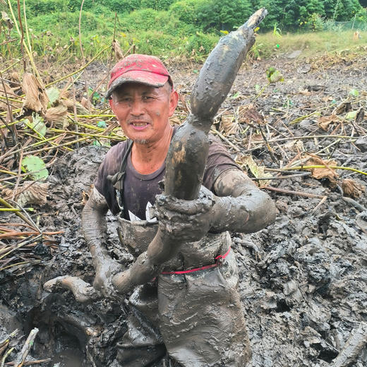 湖区有机莲藕粉藕  粉糯鲜藕现挖现发蔬菜【顺丰快递】 商品图7
