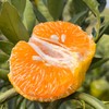 柠檬君椪柑  生态种植当季新鲜水果【顺丰包邮】 商品缩略图4