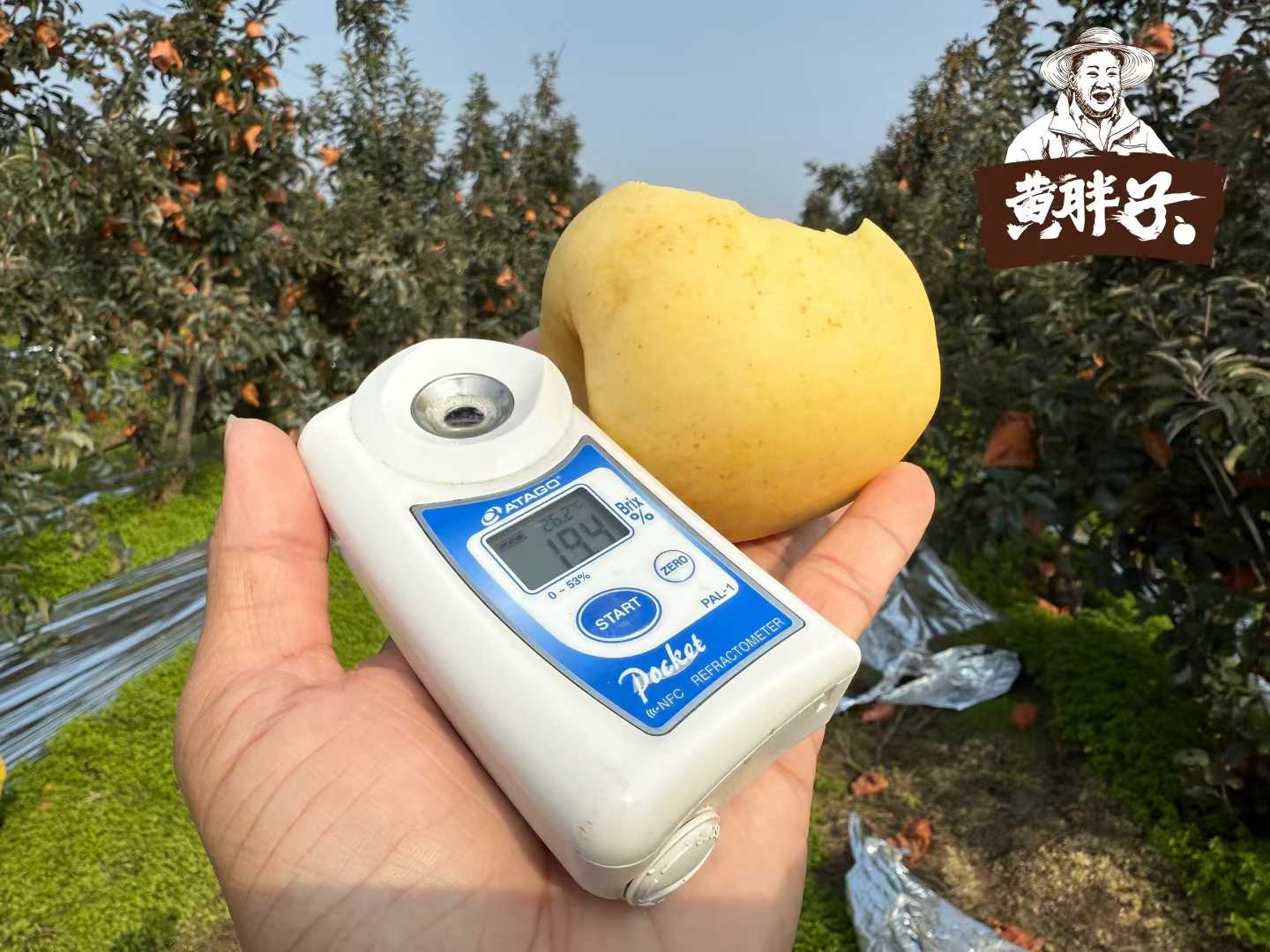 【黄胖子】黄金维纳斯苹果   脆甜多汁，风味十足！   ✅多项农残0检出，宝宝也可放心吃的好苹果