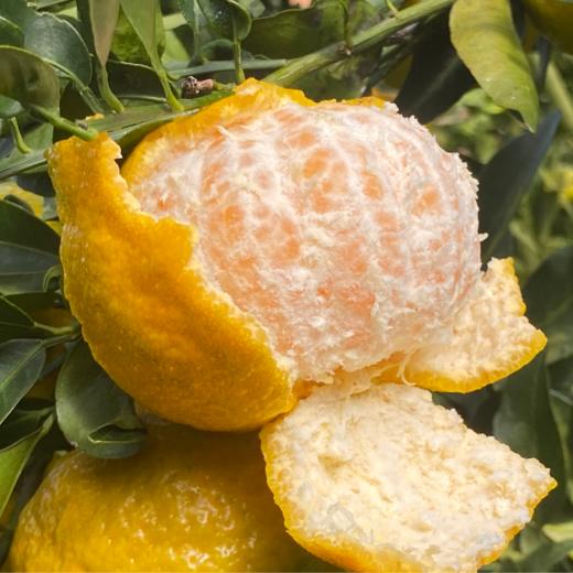 柠檬君椪柑  生态种植当季新鲜水果【顺丰包邮】 商品图1