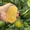 【云南高山哀牢山青皮冰糖橙】汁水丰盈 橙香浓郁 商品缩略图2