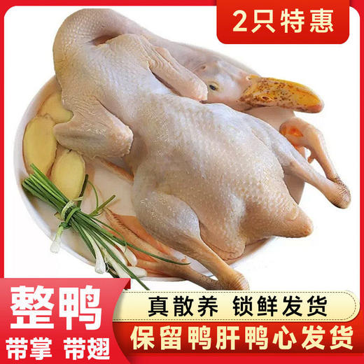 热卖中！！顺丰发货！【CCTV采访 真助农真品质】狼牙山农家散养生态珍禽（鸡鸭鹅）现宰现杀 商品图2