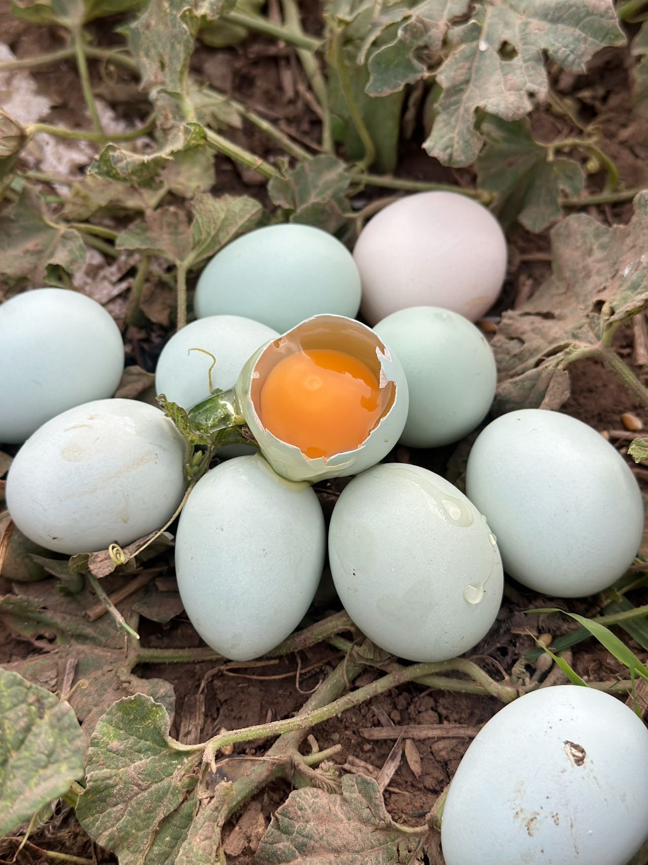 生态菜园里的散养土鸡蛋🥚拒绝激素抗生素、拒绝高密度笼养，生态间小群散养
