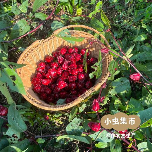 有机洛神花干 50g/袋 | 合作农友生产，来自广东清远，生产者：乐心、榛榛 *【公平贸易农人定价】 商品图4