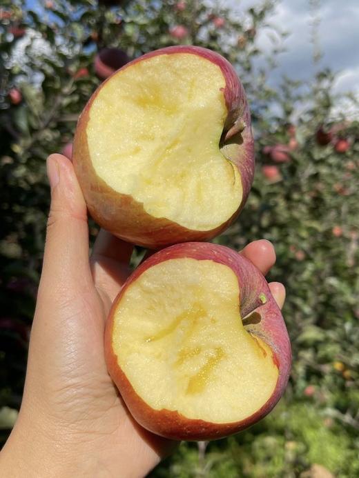 【大凉山丑苹果】我很丑，可是我很甜啊！ 在“颜值即正义”的时代里 却有一种丑苹果让大家心心念念-XD 商品图7