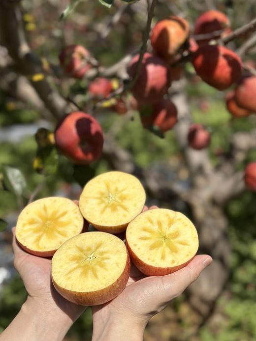 【大凉山丑苹果】我很丑，可是我很甜啊！ 在“颜值即正义”的时代里 却有一种丑苹果让大家心心念念-XD 商品图3