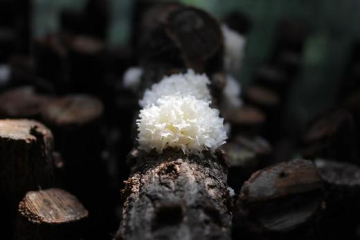 新品【天然内调补水神器 生态青冈木银耳】喝一杯等于敷面膜|滋阴润🫁养肤|一年四季滋润身体|无农药化肥熏硫重金属|一盒6包 一次泡1包 商品图11