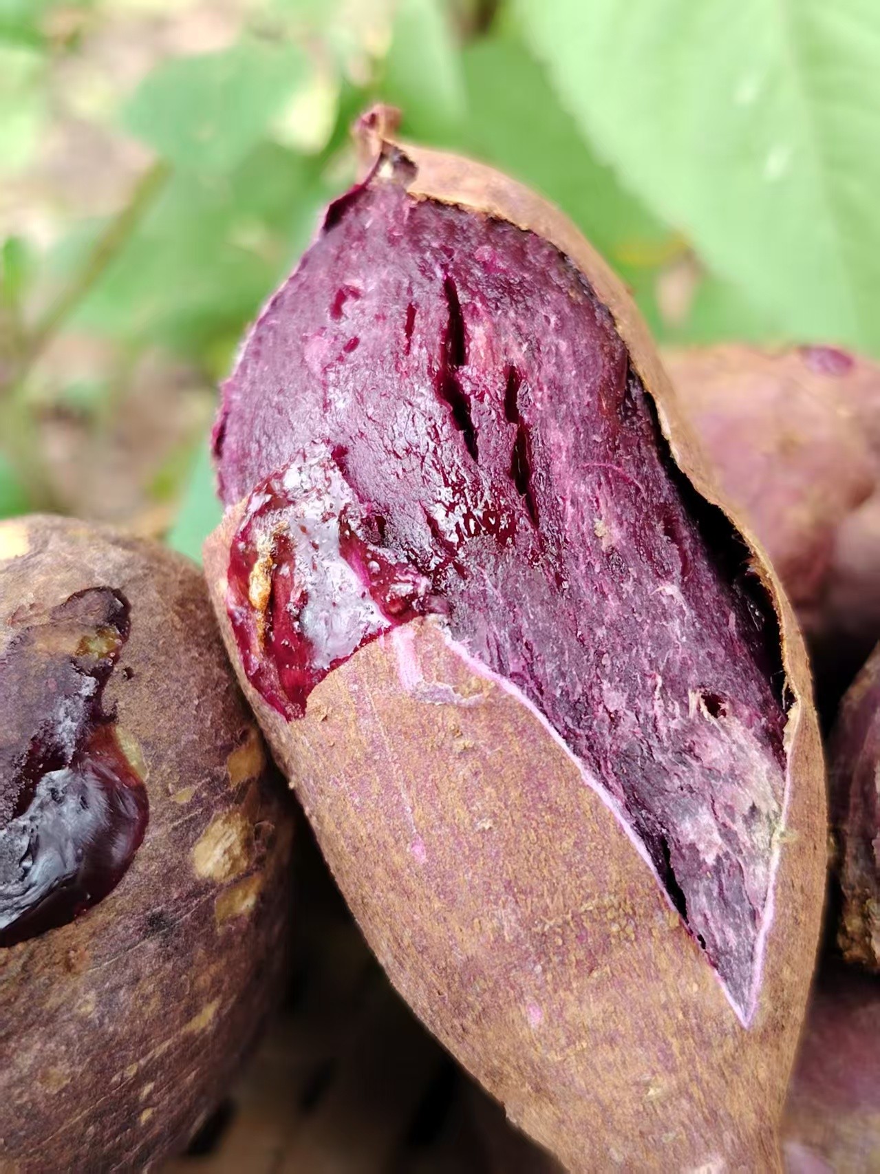 生态红薯，黄金蜜薯，紫薯，烟薯来啦一斤装