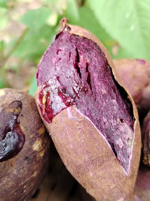 生态红薯，黄金蜜薯，紫薯，烟薯来啦一斤装 商品图0