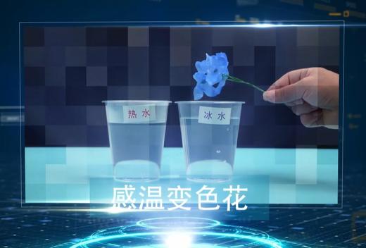 感温变色花 商品图0