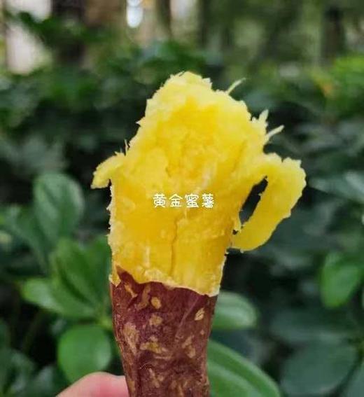 生态红薯，黄金蜜薯，紫薯，烟薯来啦一斤装 商品图4