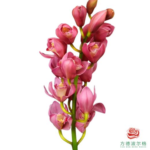 大花蕙兰-英雄 1枝 商品图0