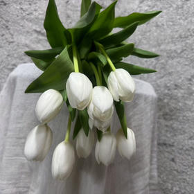 进口郁金香·维珍（30克）