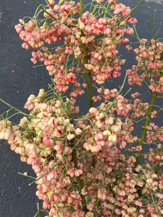 小众花材白杜果/开口笑鲜切花一扎（1-2支） 商品图0