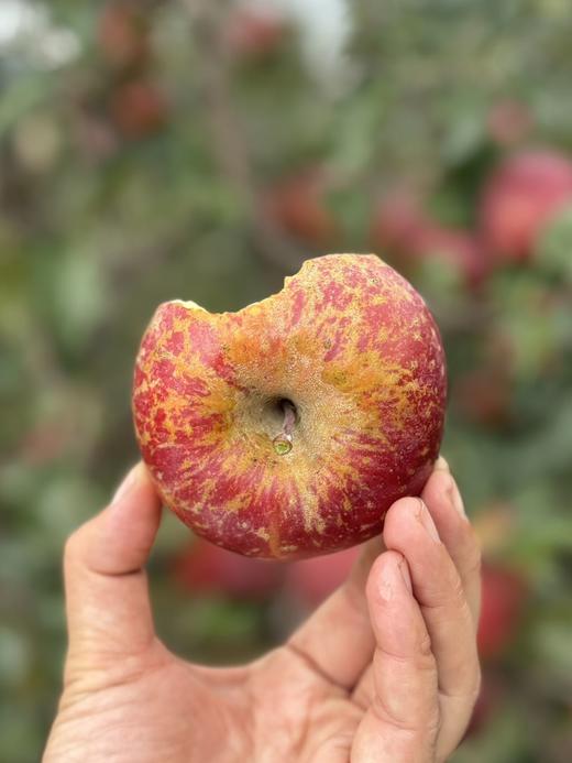 【大凉山丑苹果】我很丑，可是我很甜啊！ 在“颜值即正义”的时代里 却有一种丑苹果让大家心心念念-XD 商品图9