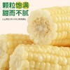 东北甜糯玉米   颗粒饱满，香味浓郁，甜而不腻 商品缩略图4