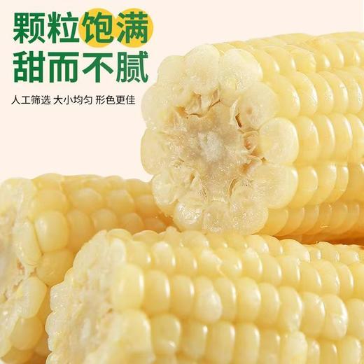 东北甜糯玉米   颗粒饱满，香味浓郁，甜而不腻 商品图4