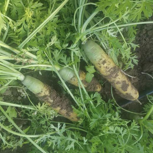 不拐弯的黄萝卜 活得清脆，才能甜得爽利  5斤一箱  带泥发货 商品图4