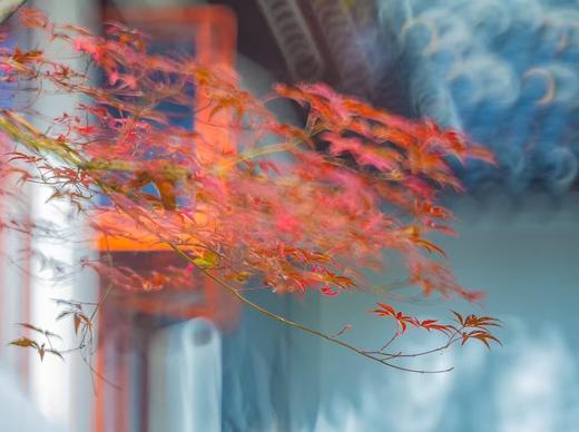 11.26确定出发【秋摄•枫林江浙】莫干山•八都岕•天平山•留園•濮院六天 商品图7