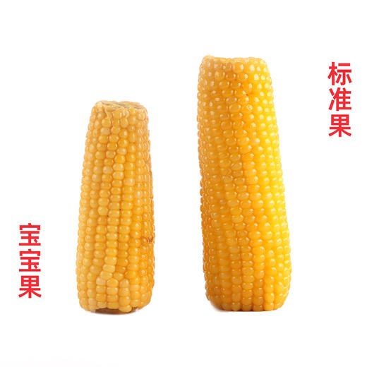 朴食有方 东北黄金甜糯玉米棒 真空锁鲜口感软糯清甜饱腹早餐代餐 商品图5