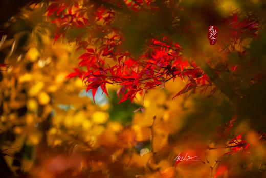 11.26确定出发【秋摄•枫林江浙】莫干山•八都岕•天平山•留園•濮院六天 商品图1