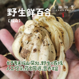 瑶山野生鲜百合（基地直发-京东/中通快递 ）| 1斤/份，来自广东清远，生产者：张运东【合作生产，公平贸易】