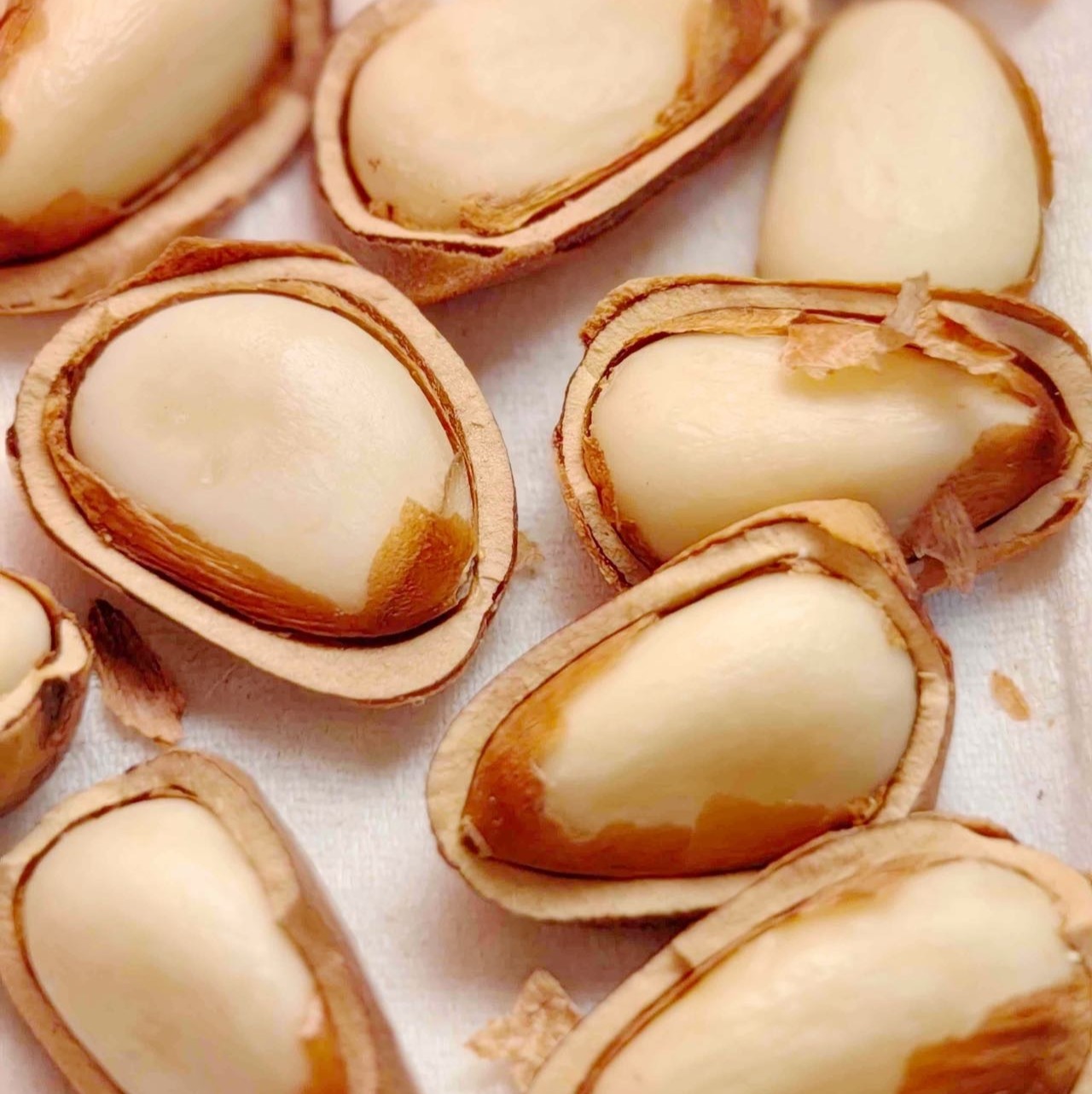 【斌哥优选】野生红松子王。非油炸，松香味嘎嘎浓， 口口香甜回甘，只做特大果，原始森林的馈赠。