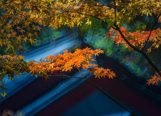 11.26确定出发【秋摄•枫林江浙】莫干山•八都岕•天平山•留園•濮院六天 商品图6