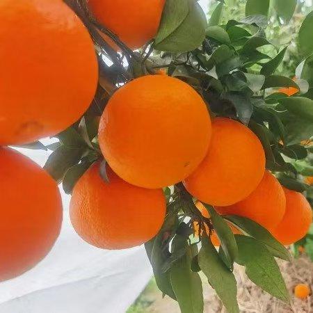 贵州安顺贵安【果冻橙38号爱媛果冻橙】25年新上市爆甜多汁可以吸的橙子 商品图5