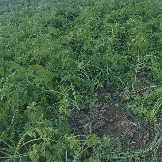 不拐弯的黄萝卜 活得清脆，才能甜得爽利  5斤一箱  带泥发货 商品图7