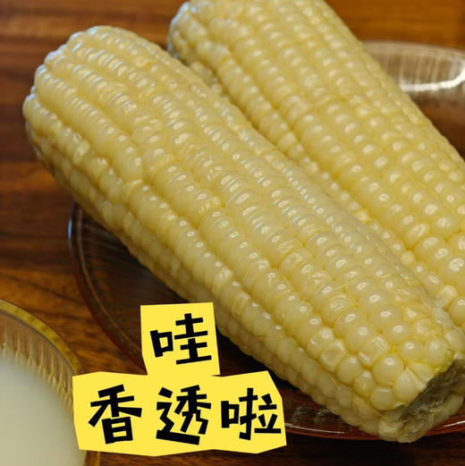 小时候的味道【内蒙敖汉非转基因香糯玉米】 0 农残！ 0化肥！ 0防腐 ！0添加！优质品种 甜糯口感 5小时鲜制 营养型好玉米 香甜口感  软嫩弹牙内蒙沙土地有机种 商品图1