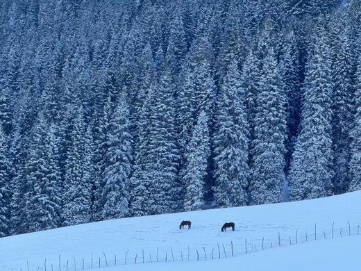伊犁冬韵 | 雪原森林木屋 新疆赛里木湖 越野车轻旅拍小团 7日 商品图4
