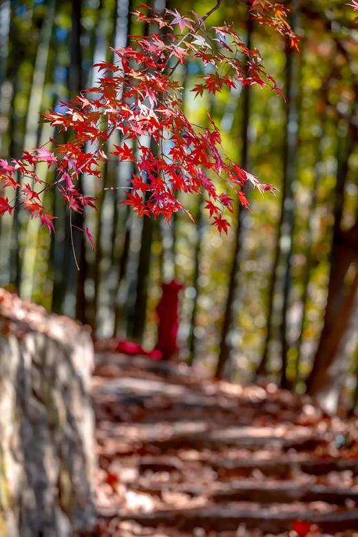 11.26确定出发【秋摄•枫林江浙】莫干山•八都岕•天平山•留園•濮院六天 商品图10